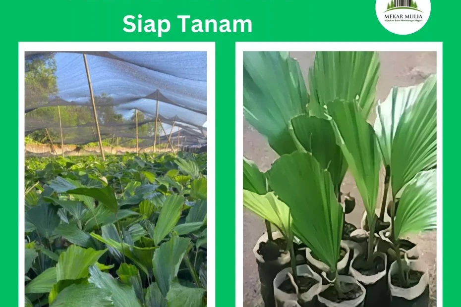 Jual Bibit Aren Murah & Berkualitas Siap Kirim