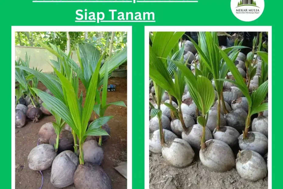 Jual Bibit Kelapa Murah Berkualitas Terpercaya