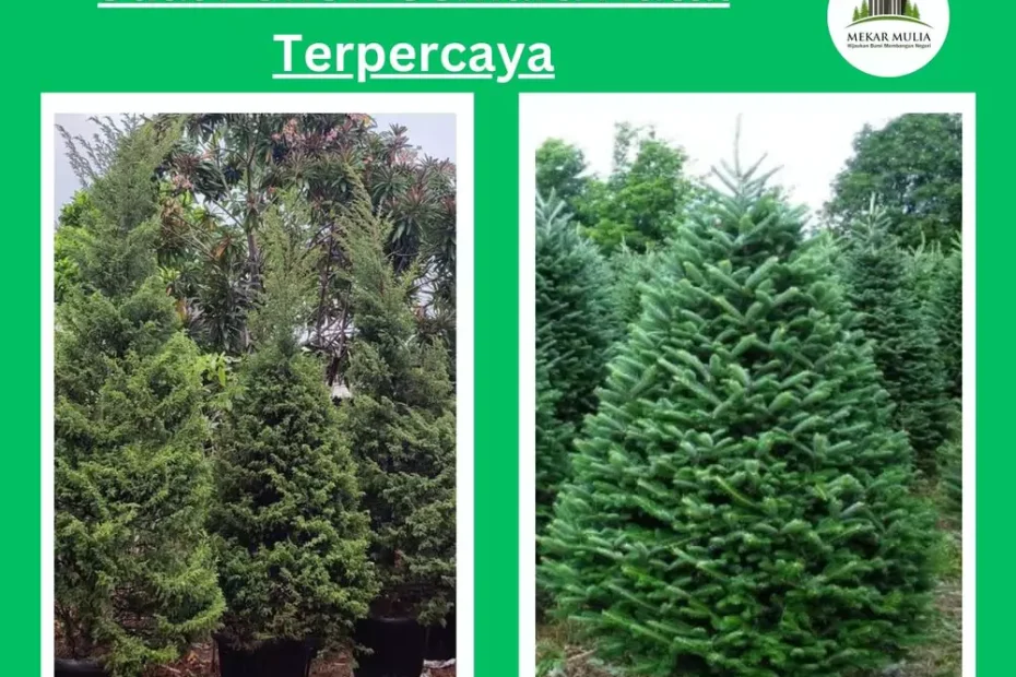 Jual Pohon Cemara Natal Berbagai Ukuran dengan Harga Terjangkau