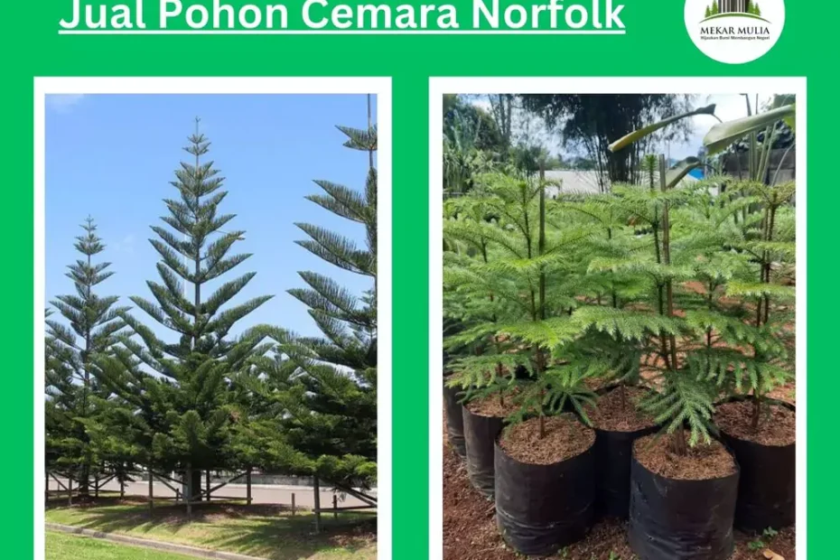 Jual Pohon Cemara Norfolk Berkualitas Berbagai Ukuran Harga Murah