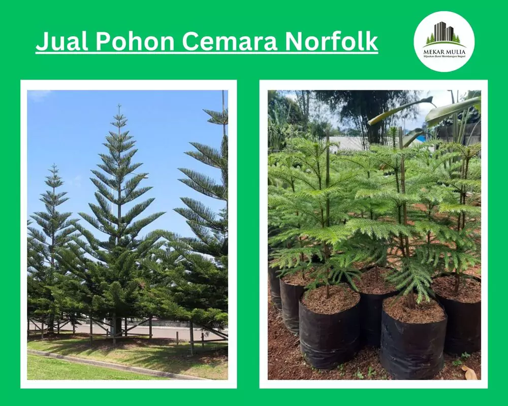Jual Pohon Cemara Norfolk Berkualitas Berbagai Ukuran Harga Murah