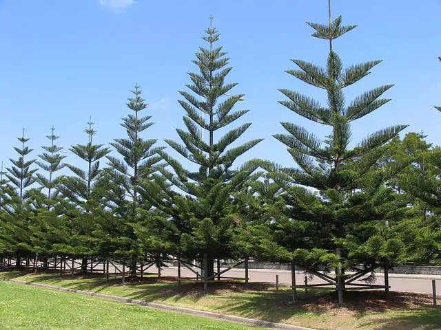 Jual Pohon Cemara Norfolk Besar