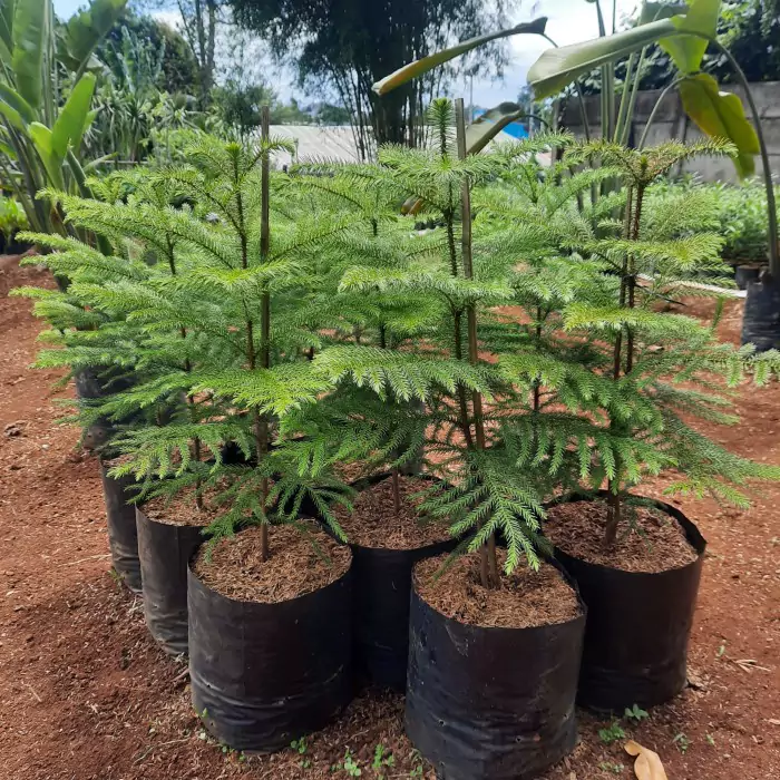 Jual Pohon Cemara Norfolk Bibit - Besar