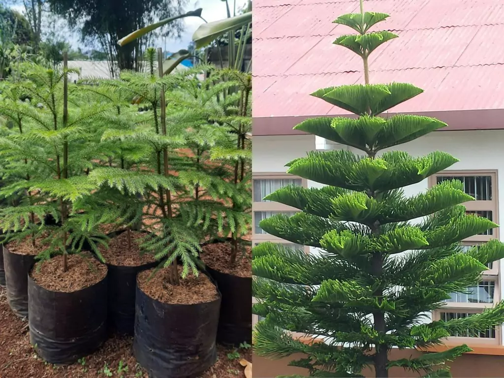 Jual Pohon Cemara Norfolk Harga Murah Terpercaya