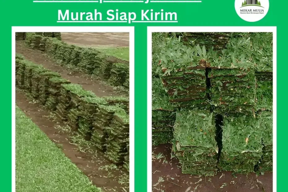 Jual Rumput Gajah Mini untuk Taman & Penghijauan Harga Murah