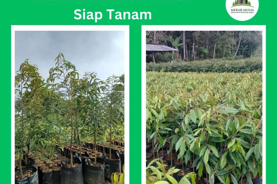 Jual Bibit Durian Unggul Murah Siap Buah