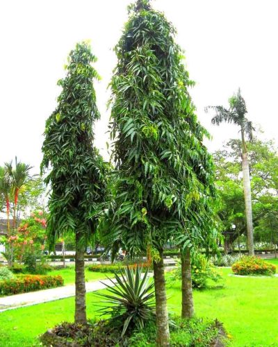Pohon Penghijauan