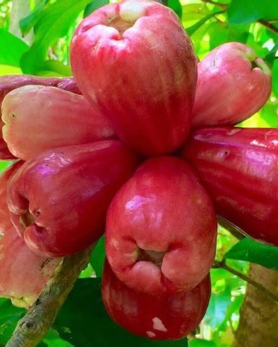jambu
