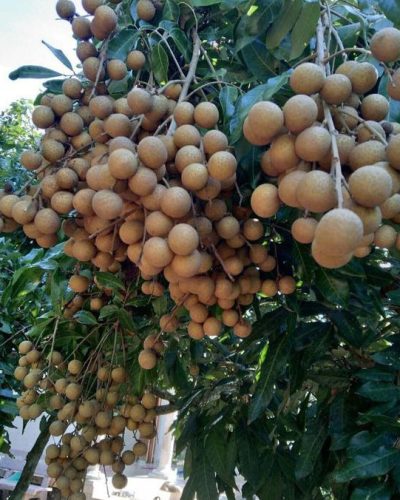 kelengkeng