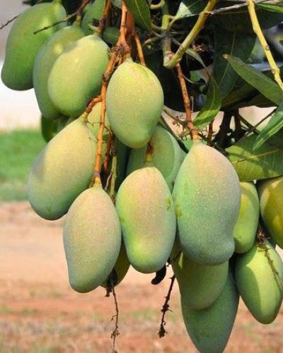 mangga